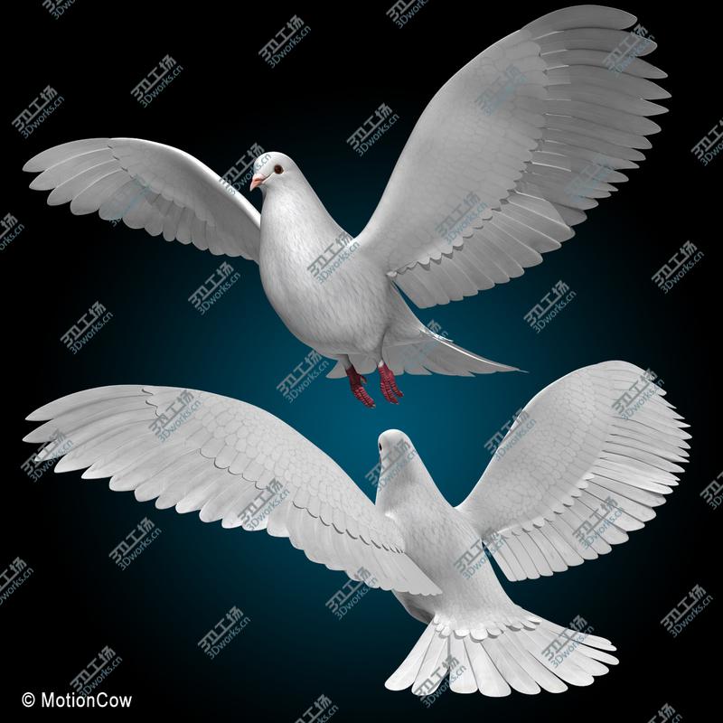 images/goods_img/20210113/Dove  Flying/2.jpg